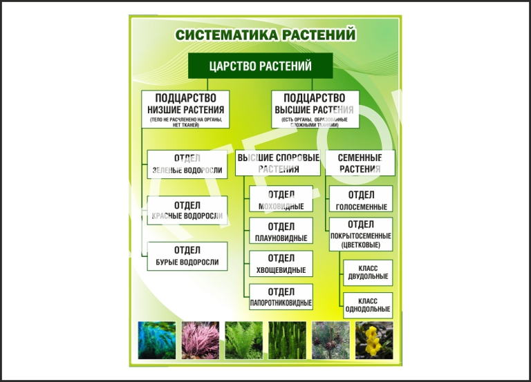 Систематика растений схема